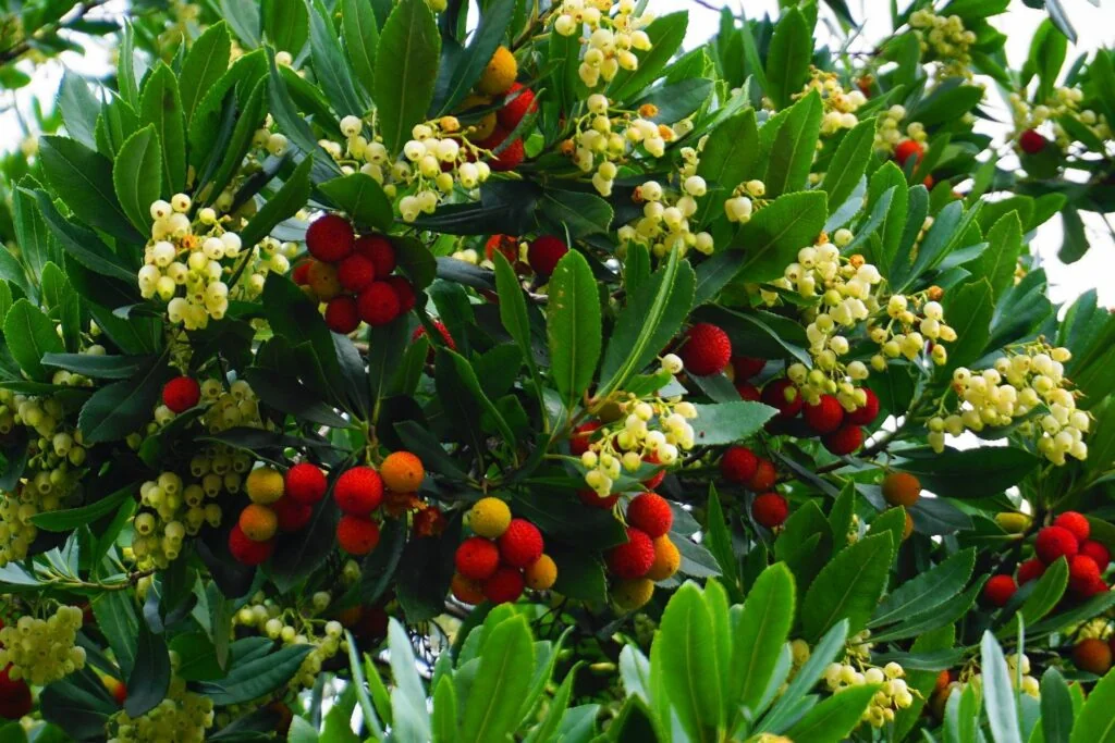 Strawberry tree (Arbutus unedo) branches heavy with red and orange fruit and white bell-shaped flowers